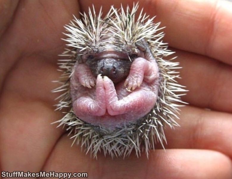 17. Small hedgehogs do not look very nice and pretty