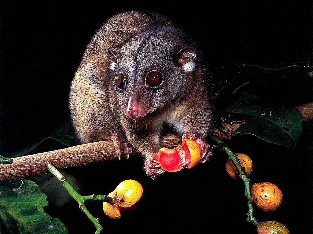 Sonderbare Tierwelt Kuskus