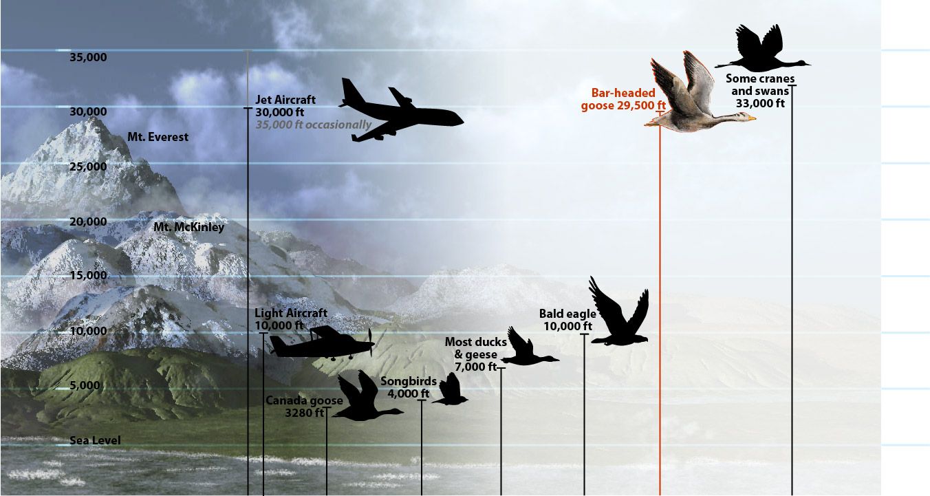 Do You Age Faster At Higher Altitudes At James Mathis Blog