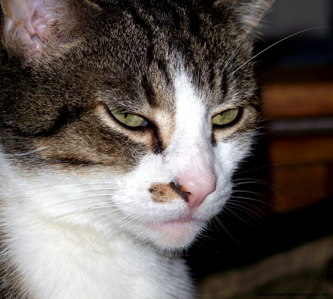 Bored Cat Free Stock Photo   Public Domain Pictures