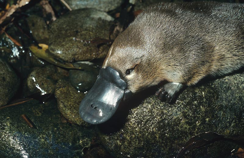 A new study has provided insights into platypus population structure and hi...