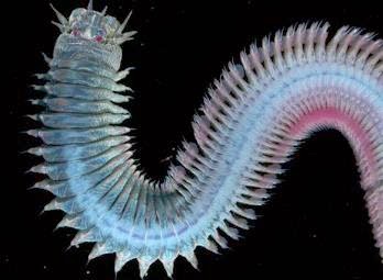 ANIMALES VERTEBRADOS E INVERTEBRADOS: Anélidos