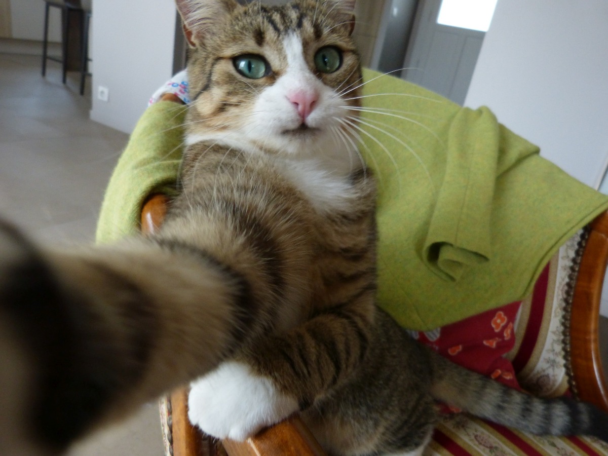 крутой кот селфи. смешной кот. крутой кот селфи. два кота селфи. кот фоткает себя.