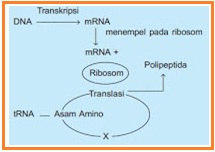 Untuk digunakan kode-kode adalah yang amino protein menentukan asam dalam sintesis Penjelasan DNA,