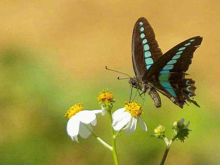 Graphium sarpedon,butterfly,swallowtail,GIF