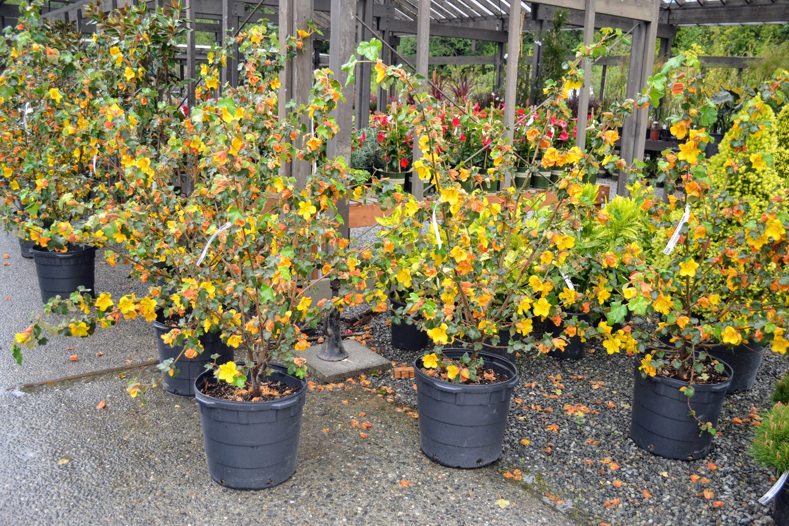 The Outlaw Gardener: Retail Therapy at Wells-Medina Nursery