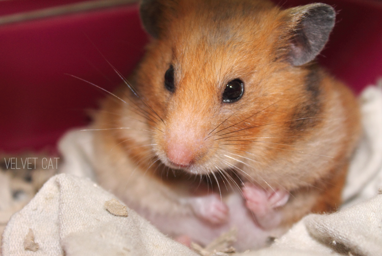 hamster comun fotografia mascotas