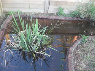 Rèptils Martínez & Lladó : Estanques para tortugas acabados y funcionando.