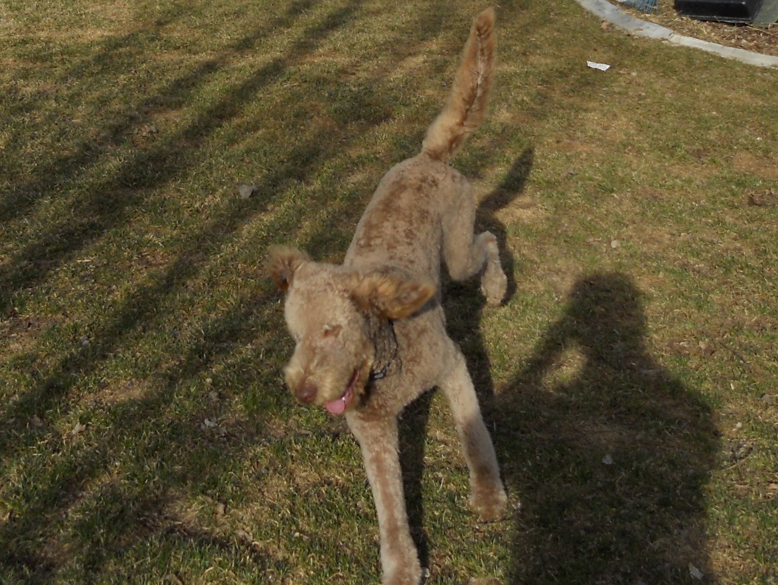EllsWORTH Labradoodle Puppies! Available Stud Charlie Brown