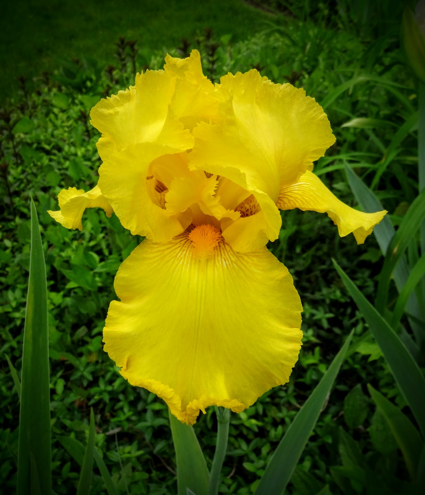 Love, Joy and Peas Big Yellow Irises and Multicolored Roses