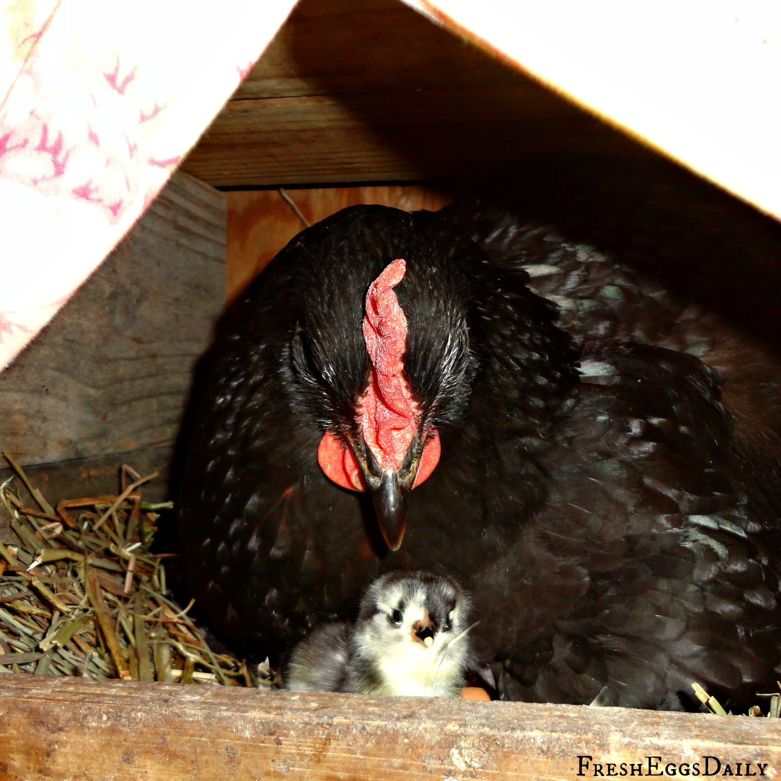 Hatching Eggs under a Broody Hen Fresh Eggs Daily®