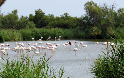 Flamencos en la Camarga