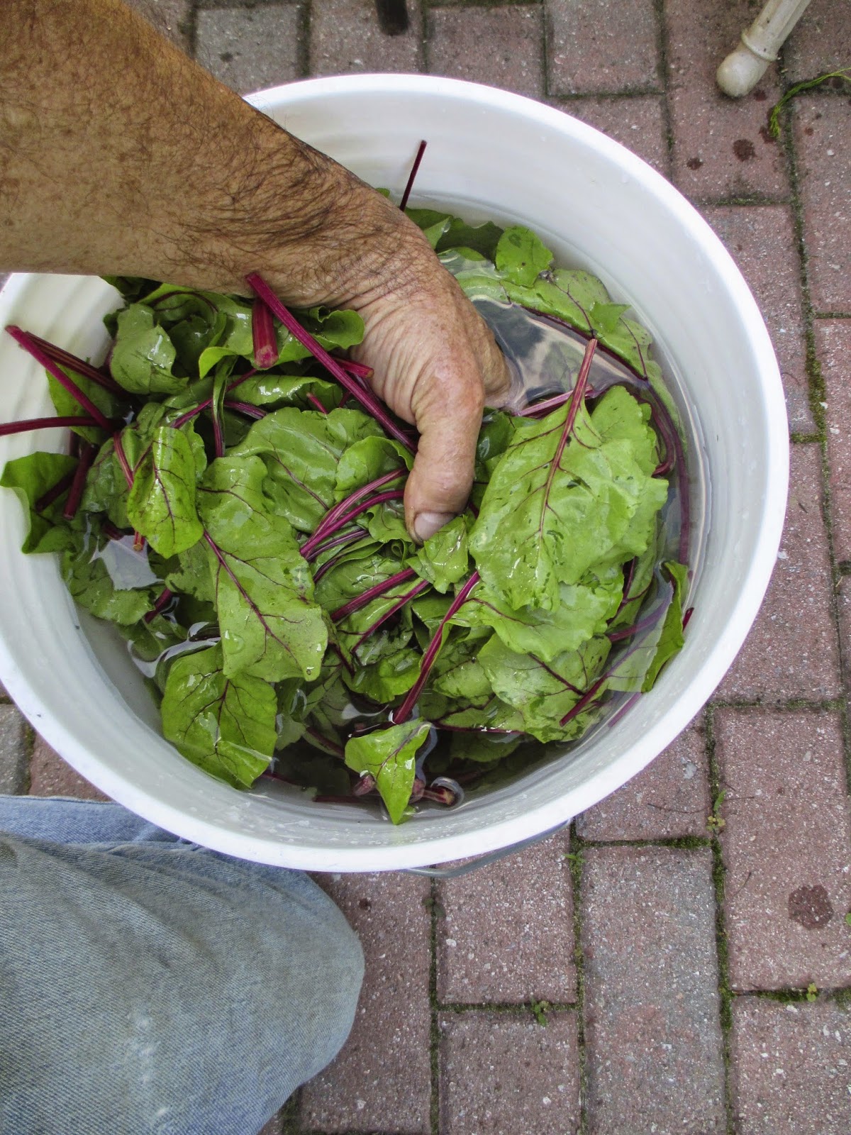 The Deliberate Agrarian Making Dried GreensFor Winter Nutrition