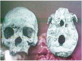 Mengenal Jenis Manusia Purba Meganthropus, Pithecanthropus Erectus-Robustus, Homo Sapiens, Manusia Wajak dan Manusia Liang Bua dari Situs Trinil