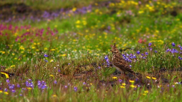 Flora and Fauna (Feathered beauty)