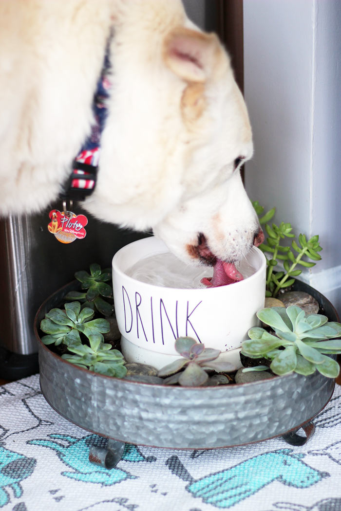 Transform Your Pet Water Bowl into a Swoon Worthy Planter