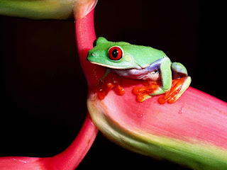 beautiful frog background hd for mobiles