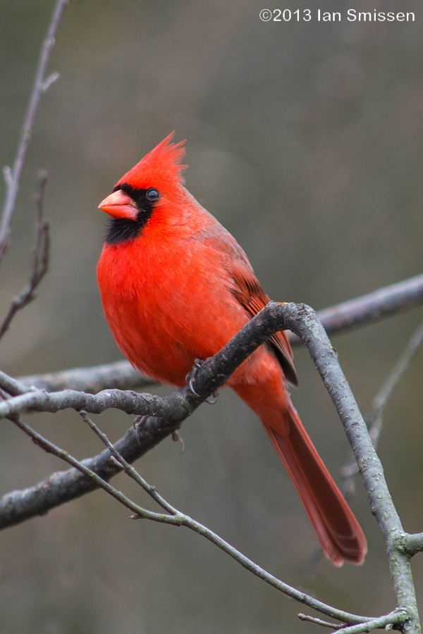 A passion for birds... Early Spring in Ontario Canada Pinery