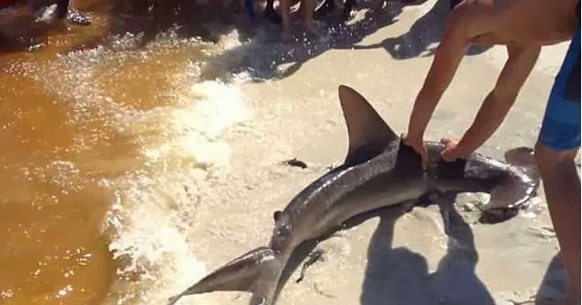 Hammerhead Shark Giving Birth On Beach in Florida