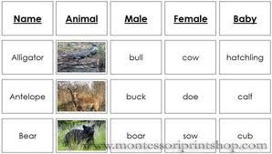 Animals Research: Animal Names