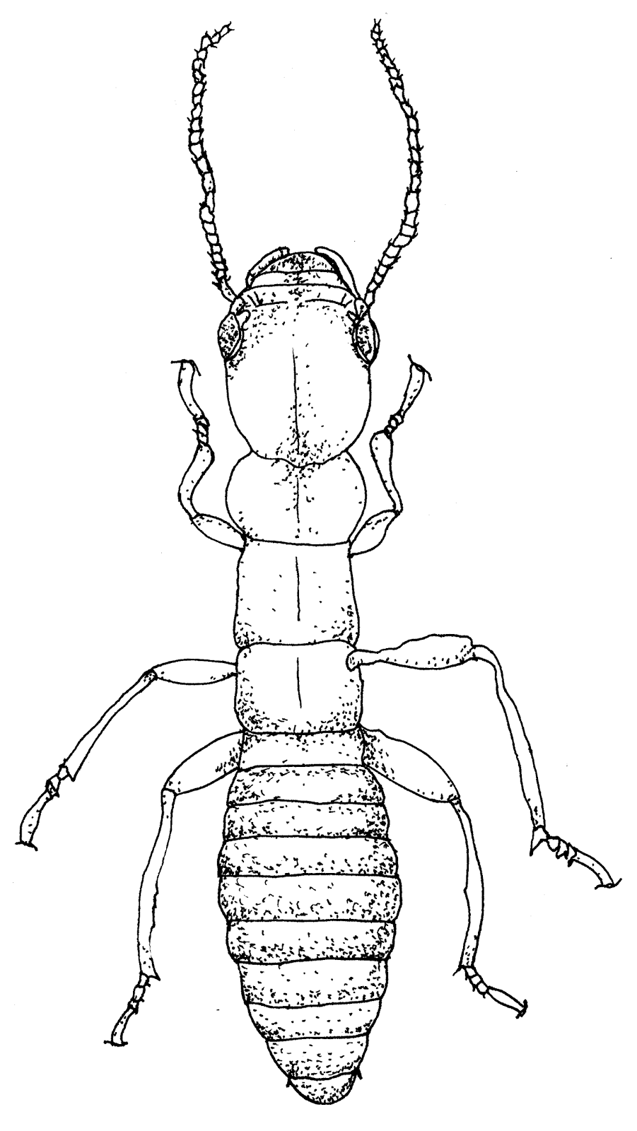 A Terminal Case of Whimsy The Termite is a Good Example