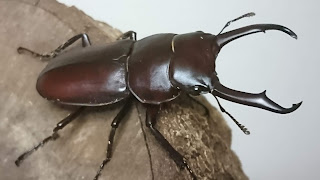 おっさんのクワガタ飼育記