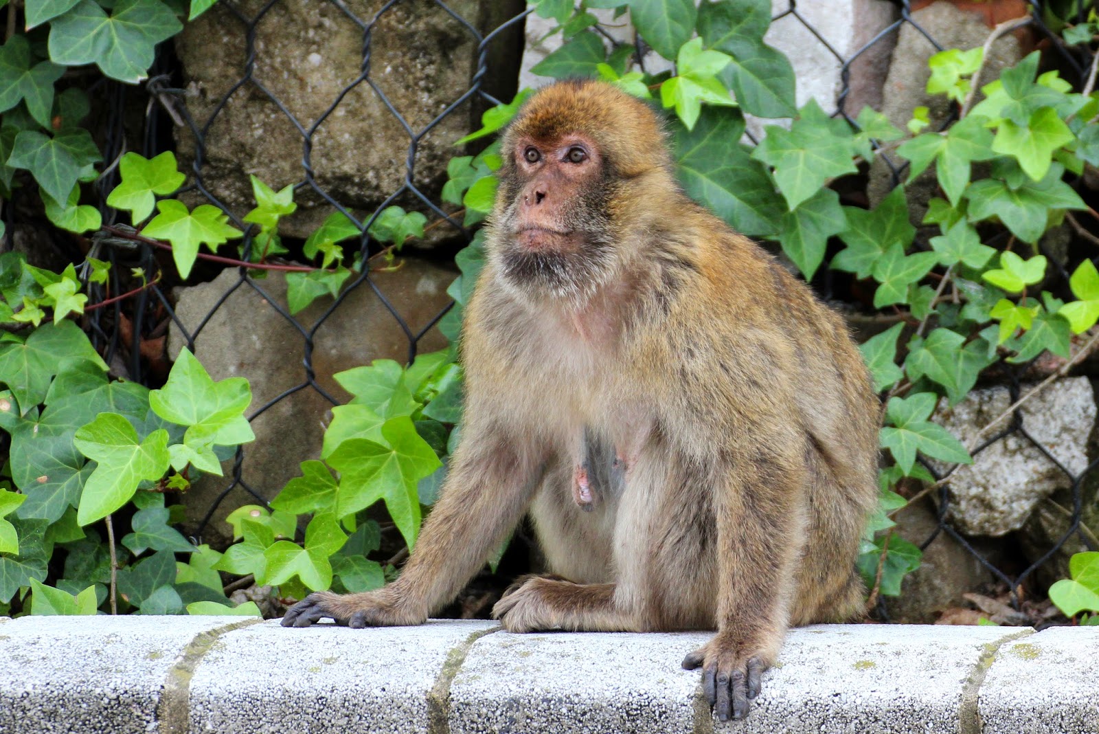 Zoogdieren: Apen van de Oude Wereld