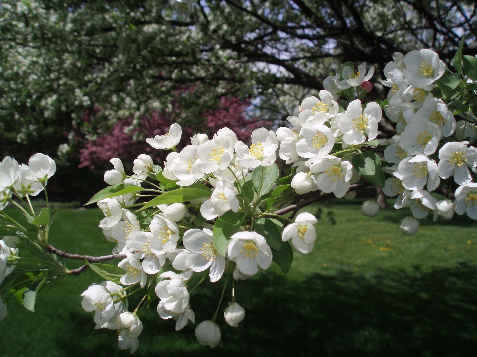 A New Chapter: Of flowers and floors
