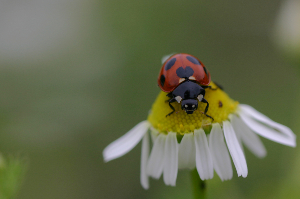 Lady Bug Wallpapers | Fun Animals Wiki, Videos, Pictures ...