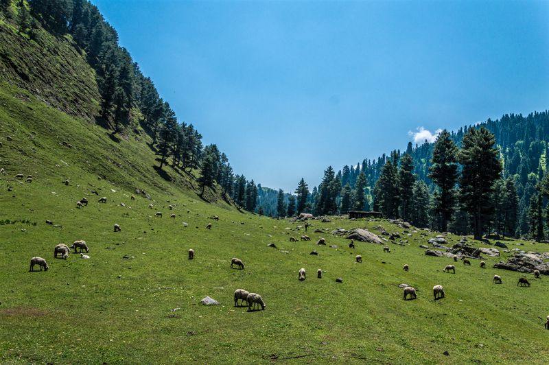 Meadows on the way to Kungwatan