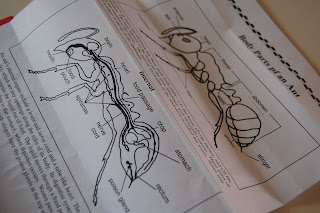 Our Creative Day: Mini-Ant Lapbook