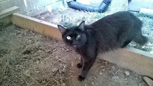 Cat Won T Eat Or Drink Or Move Cat Won T Eat Or Drink Or Move