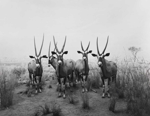Gemsbok foto por Hiroshi Sugimoto - 1980 | fotografia artistica contemporanea, black and white photography inspiration | iconoCero Gemsbok photo by Hiroshi Sugimoto - 1980 | blanco y negro imagenes bonitas chidas bellas, cool stuff, art pictures