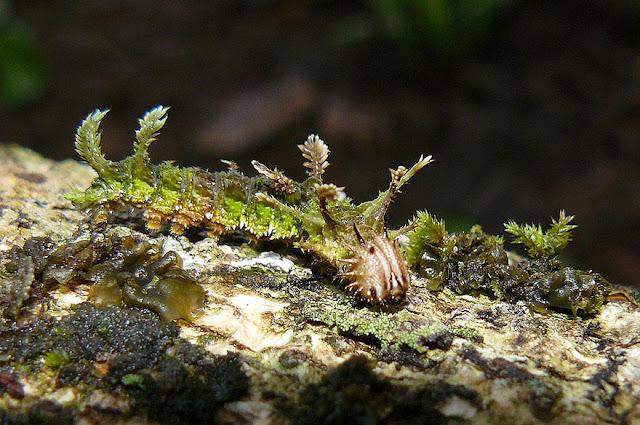 Lagarta Adelpha Serpa Celerio camuflagem