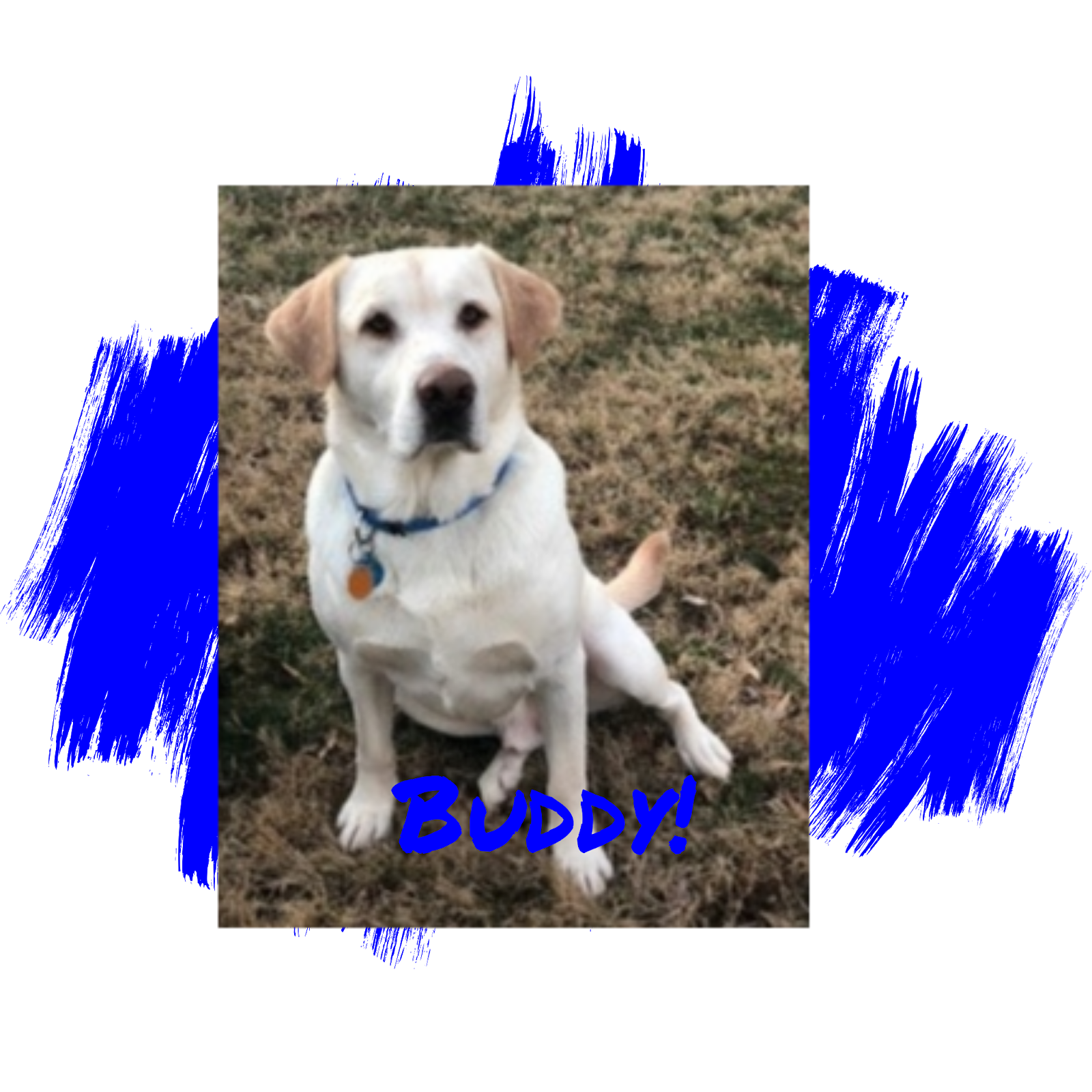 Friday's Friend! Dog Adoption! Lab Rescue of L.R.C.P., Inc. from the