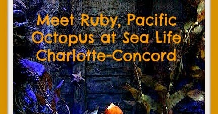 Octopus Enrichment Program Begins at SEA LIFE Aquarium- Meet Ruby ...