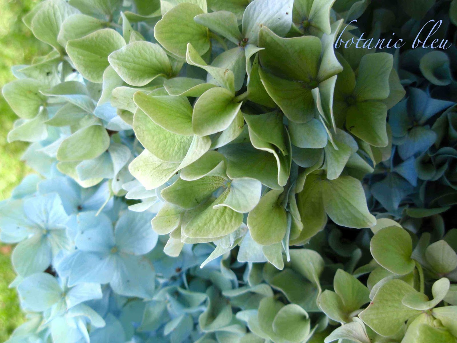 Hydrangea Picture Spam Hydrangea Parfait Eustea Reads