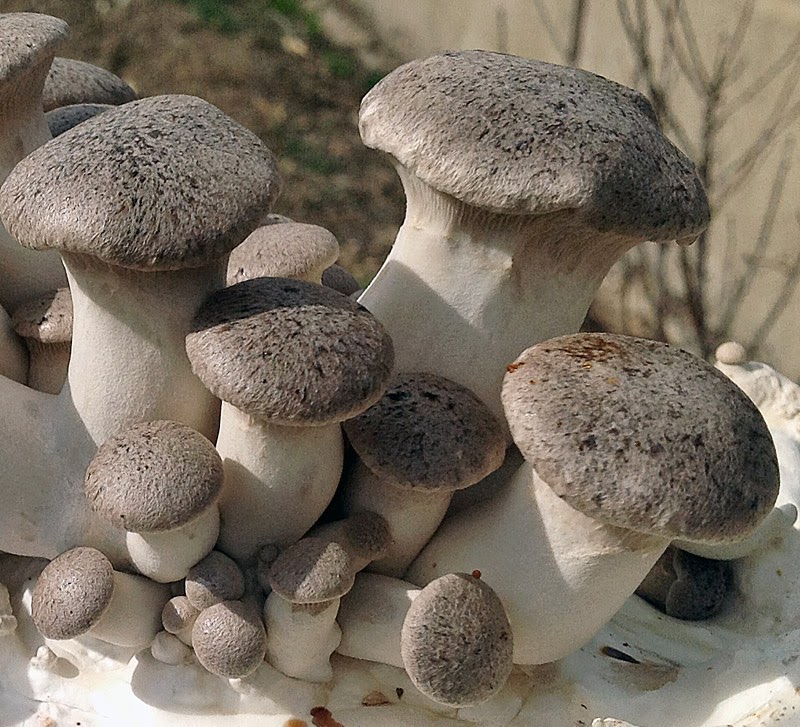 COGUMELO ERYNGIICARDONCELLO