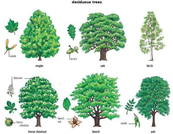 английская лексика деревья