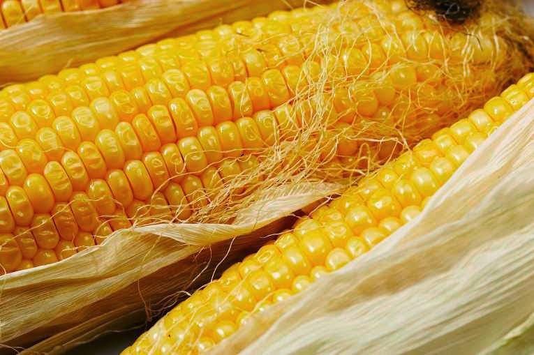 How to start Maize farming Business and grow Hybrid Maize for maximum