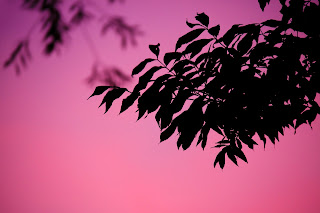 Leaves on a branch appearing black against a pink sky