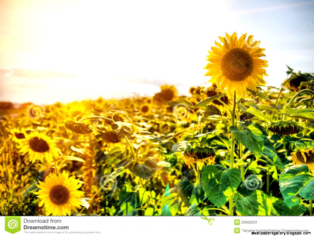 Sunflower Field Cover Photo