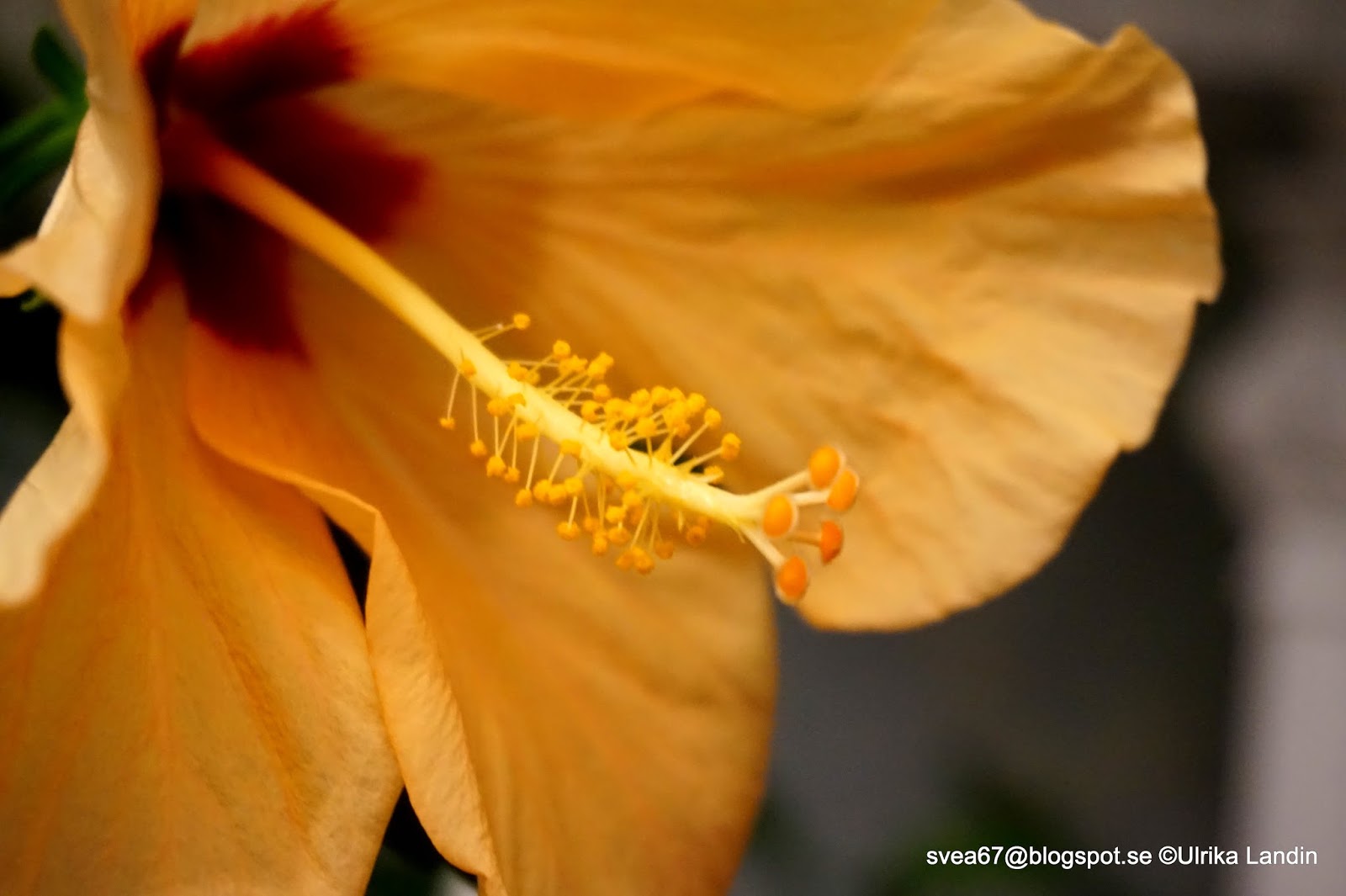 Yellow Hibiscus Photo