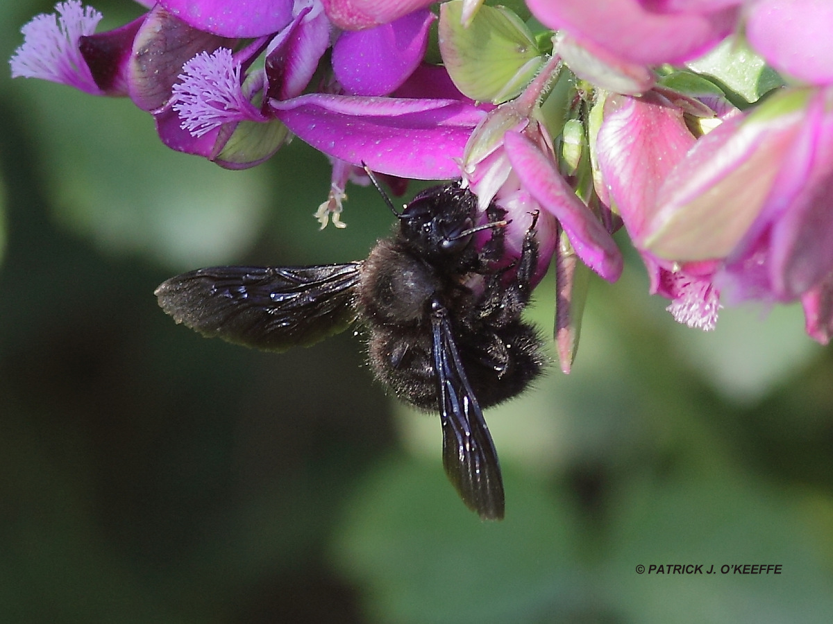 Raw Birds VIOLET CARPENTER BEE (Xylocopa violacea) Techniti Limni Agia