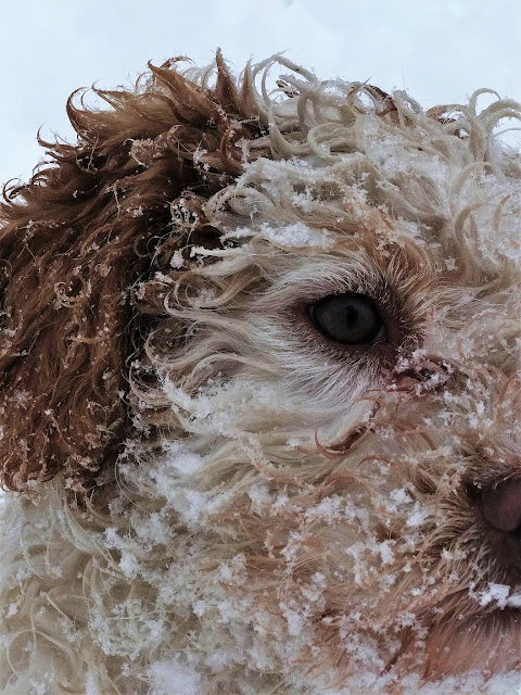 Lagotto Romagnolo