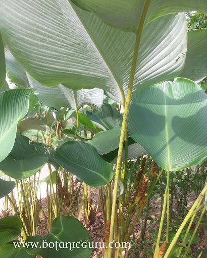 Calathea lutea, Cuban Cigar shrub