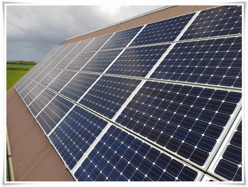 Bunga Matahari Sebagai Energi Alternatif : Pengertian, Contoh, dan