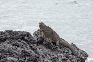 Marine Iguanas at Albemarle, Isabela Island, Galapagos