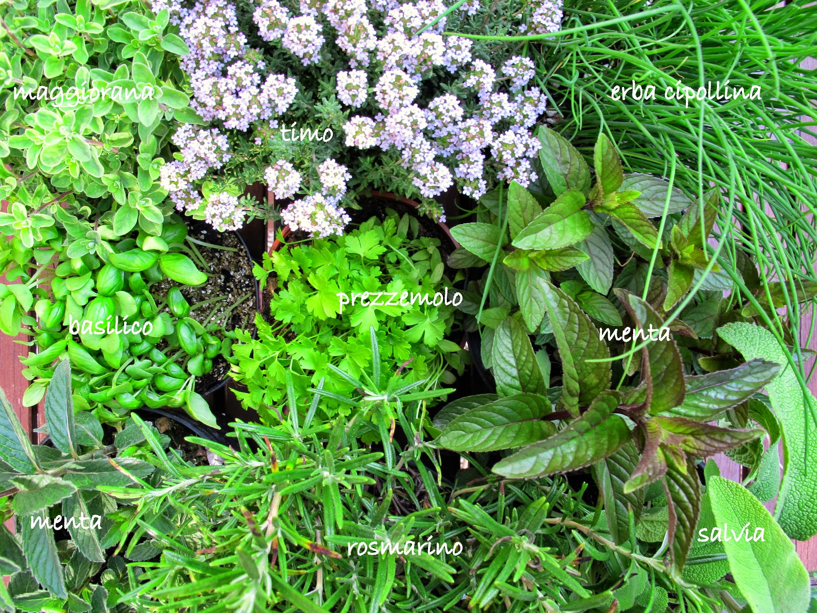 Erbe aromatiche, consigli casalinghi Erbe aromatiche, consigli casalinghi
