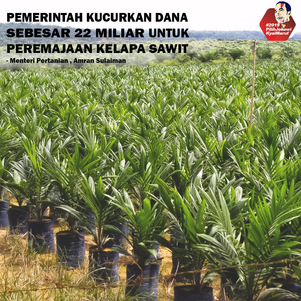 Pemerintah Kucurkan Dana 22 Miliar Untuk Peremajaan Kelapa Sawit